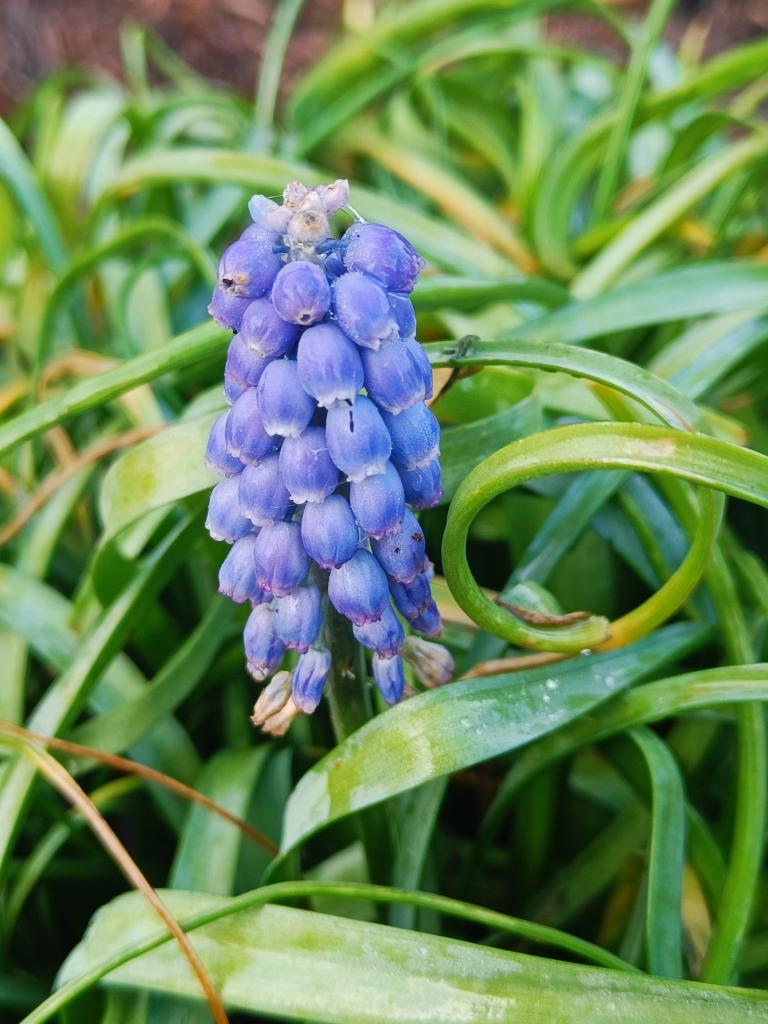 Early morning walk as it's actually dry for the moment! Saw this Muscari, or Grape Hyacinth, along the way... a sure sign that Spring is just round the corner. 
#flowers #walking #MentalHealth