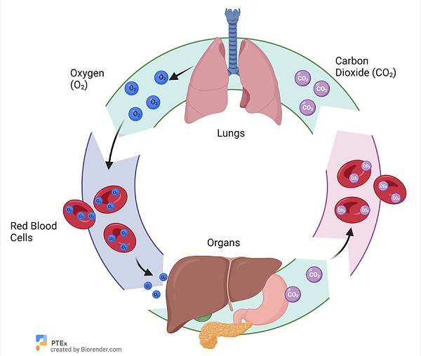 PathologyTestsExplained tweet media