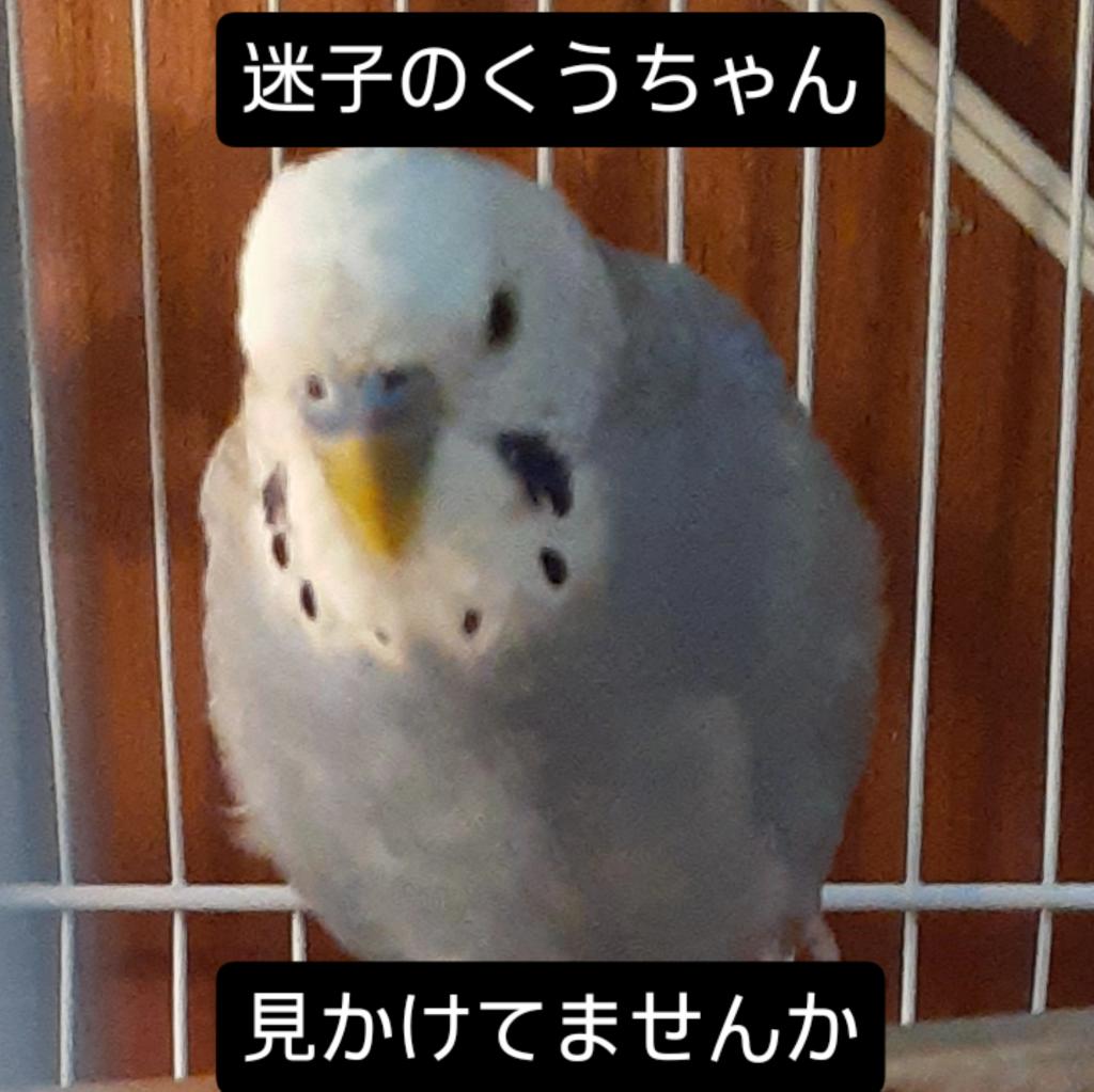 セキセイインコのくうちゃん♂️2歳を探しています。
迷子になって半年過ぎましたが、情報がありません。
埼玉県越谷市です。
どなたか保護してませんか？