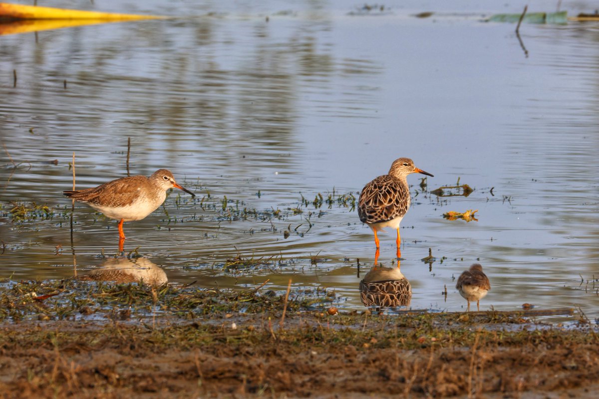 Anil Gulati tweet media