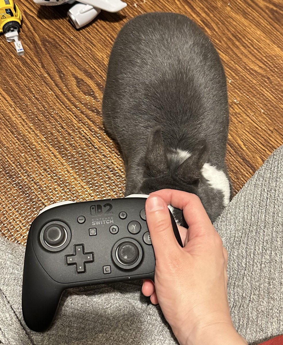 🐰絶対に撫でるべきだろ(圧)