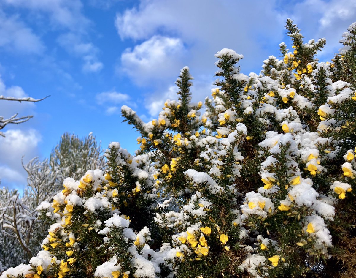 cloudymamma's tweet image. My freezing Friday dog walk pics ⛄️ 

Climbing up to -1°C and a sunny morning in the Highlands 

Inverness 

#LoveUkWeather #UkSnow #ThePhotoHour @metoffice
