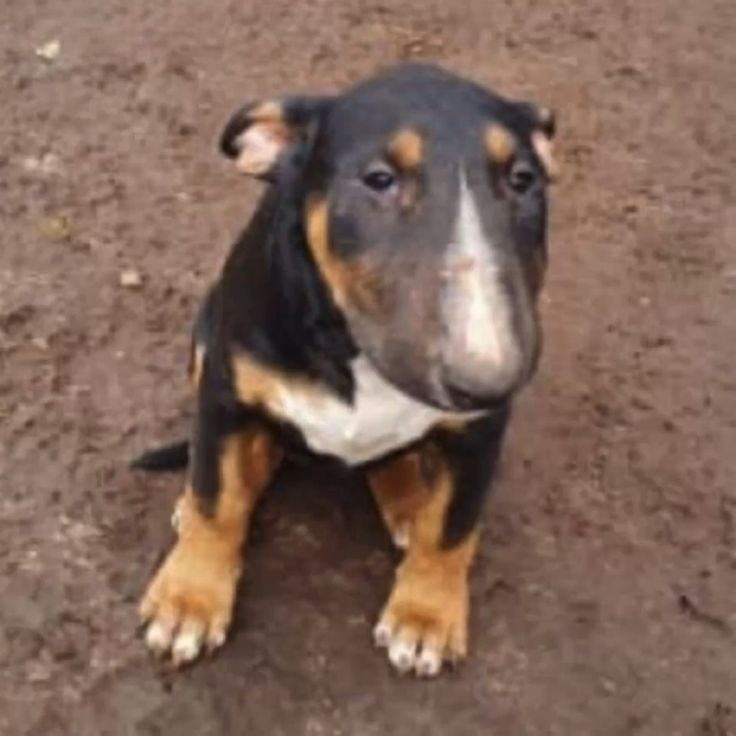 imaginate tener un perro con esta cara de pelotudo te hace arrancar el dia 10 puntos
