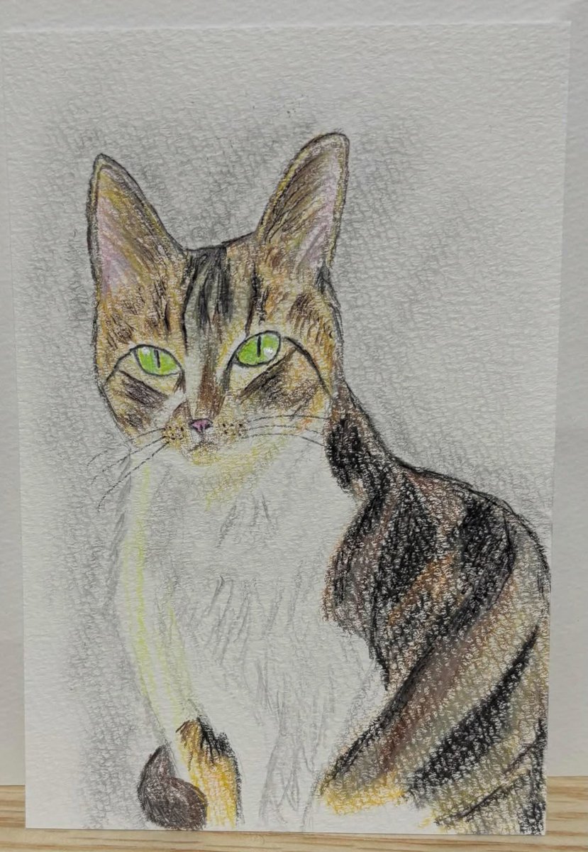 猫の絵 原画 色鉛筆画