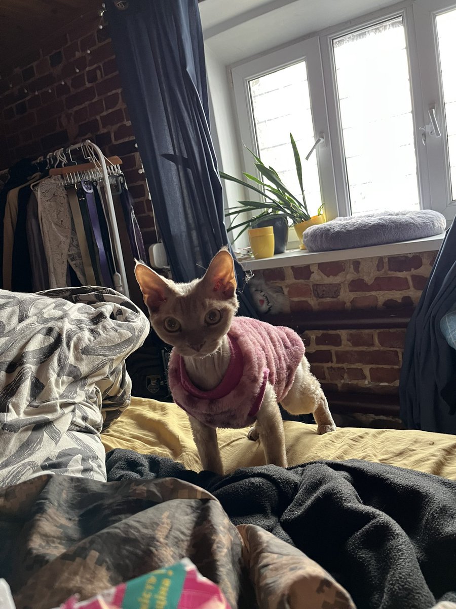 лисовська | /ᐠ..ᐟ\ tweet media