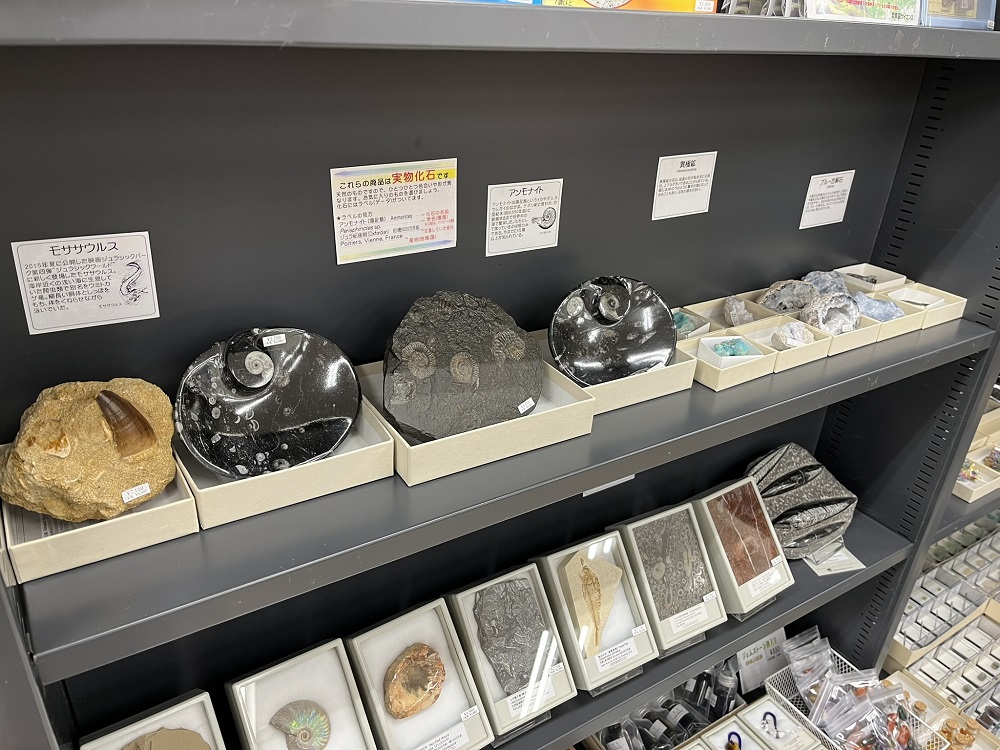 本日より、有隣堂淵野辺店にて化石鉱物フェアを開催いたします。同店舗