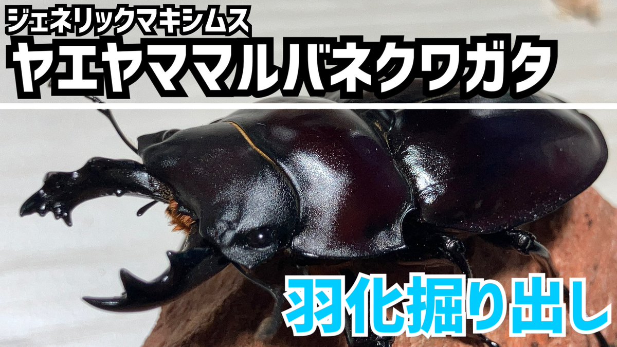 yuckey/ゆっきー tweet media