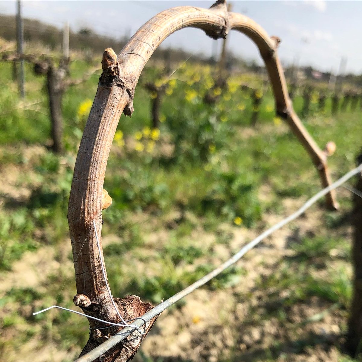 Chateau la Levrette tweet media