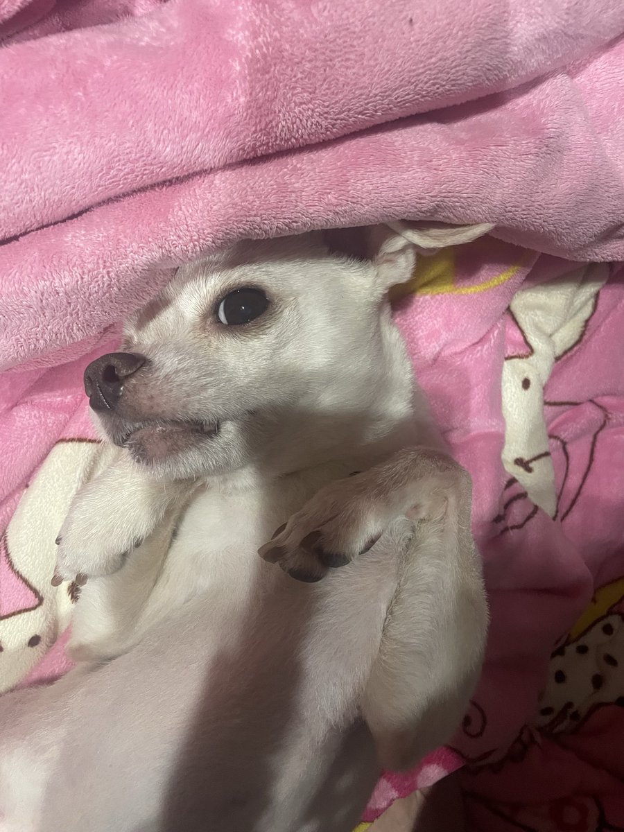 트윗 쓰려고 잠깐 손을 뗐더니
옆에서 강아지가 얼른 만지라고 몸을 막 뒤틈