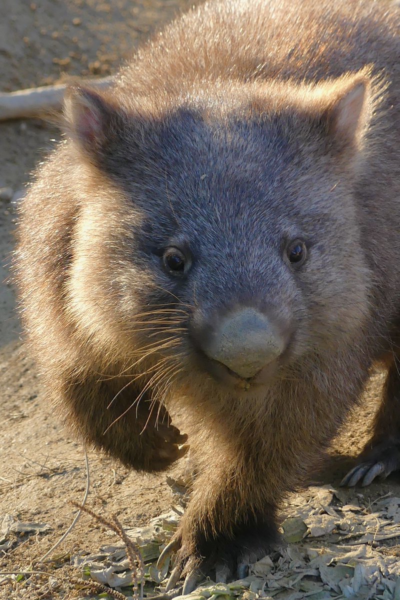 #ウォリンピック開催
種目：ウォン版ポインティング
コウくんは金メダル🏅
