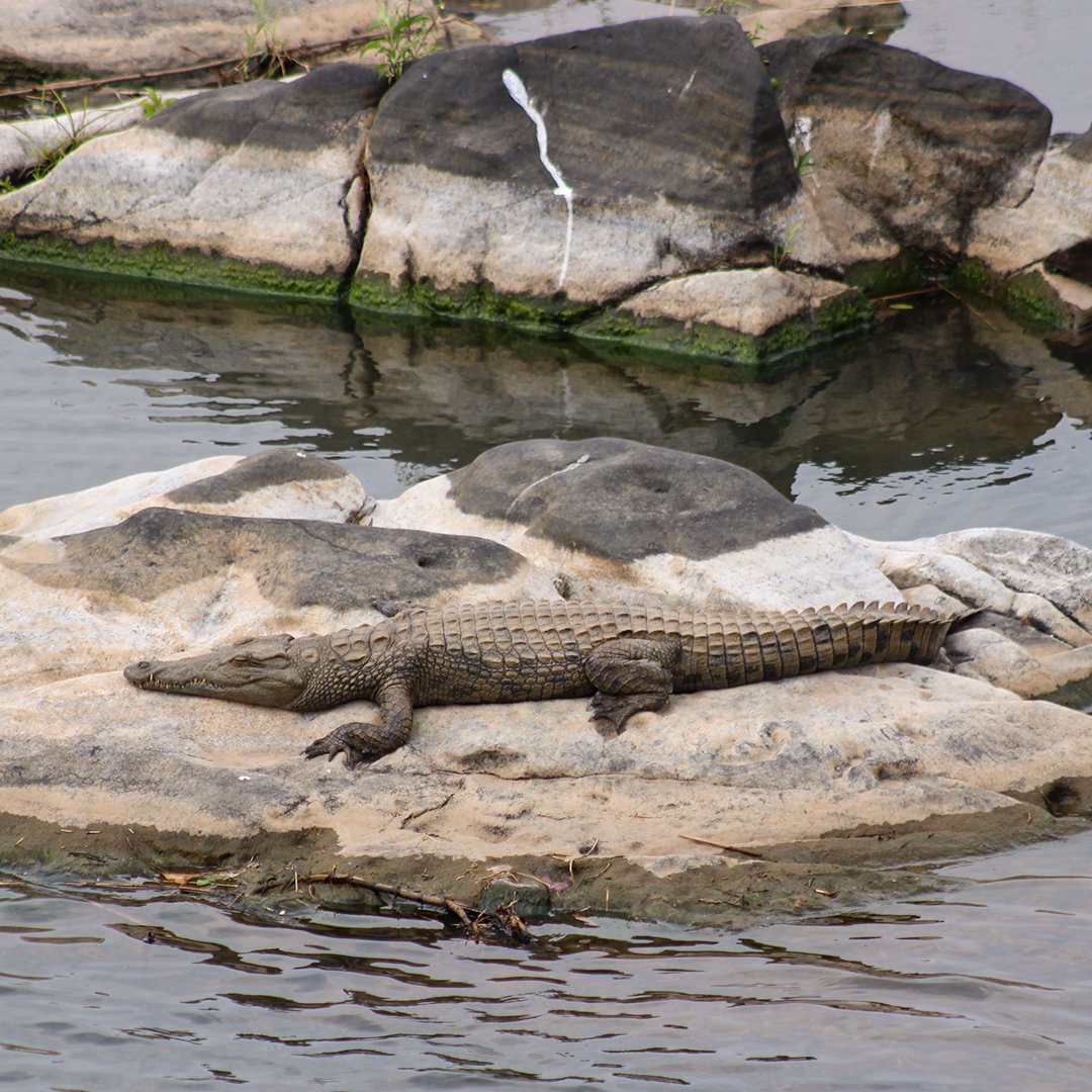 ShutterVista's tweet image. Caught this crocodile soaking up the sun on a rock in the Sabie River, Kruger National Park. Stealthy guardian of the waters – who else has spotted one like this?  🐊📷

#KrugerNationalPark #WildlifePhotography #Safari