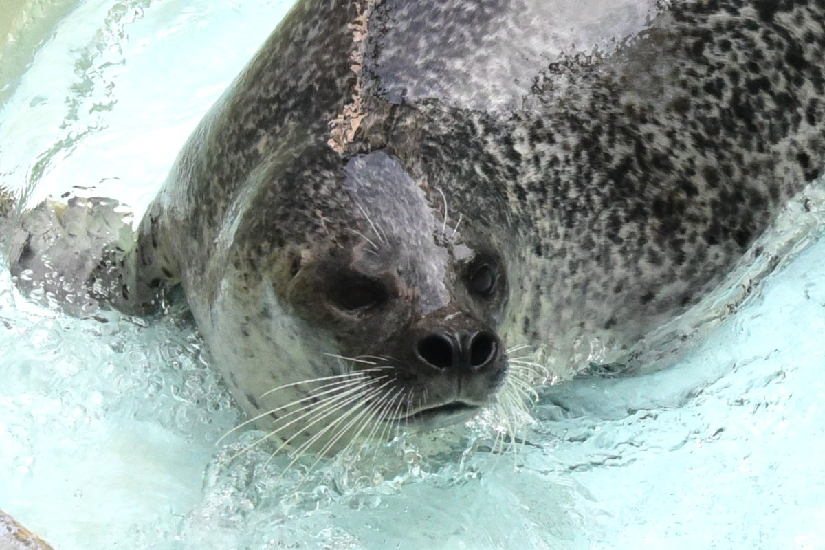 ゴマフアザラシ みずき について】 2月12日、以前から状態の悪かった