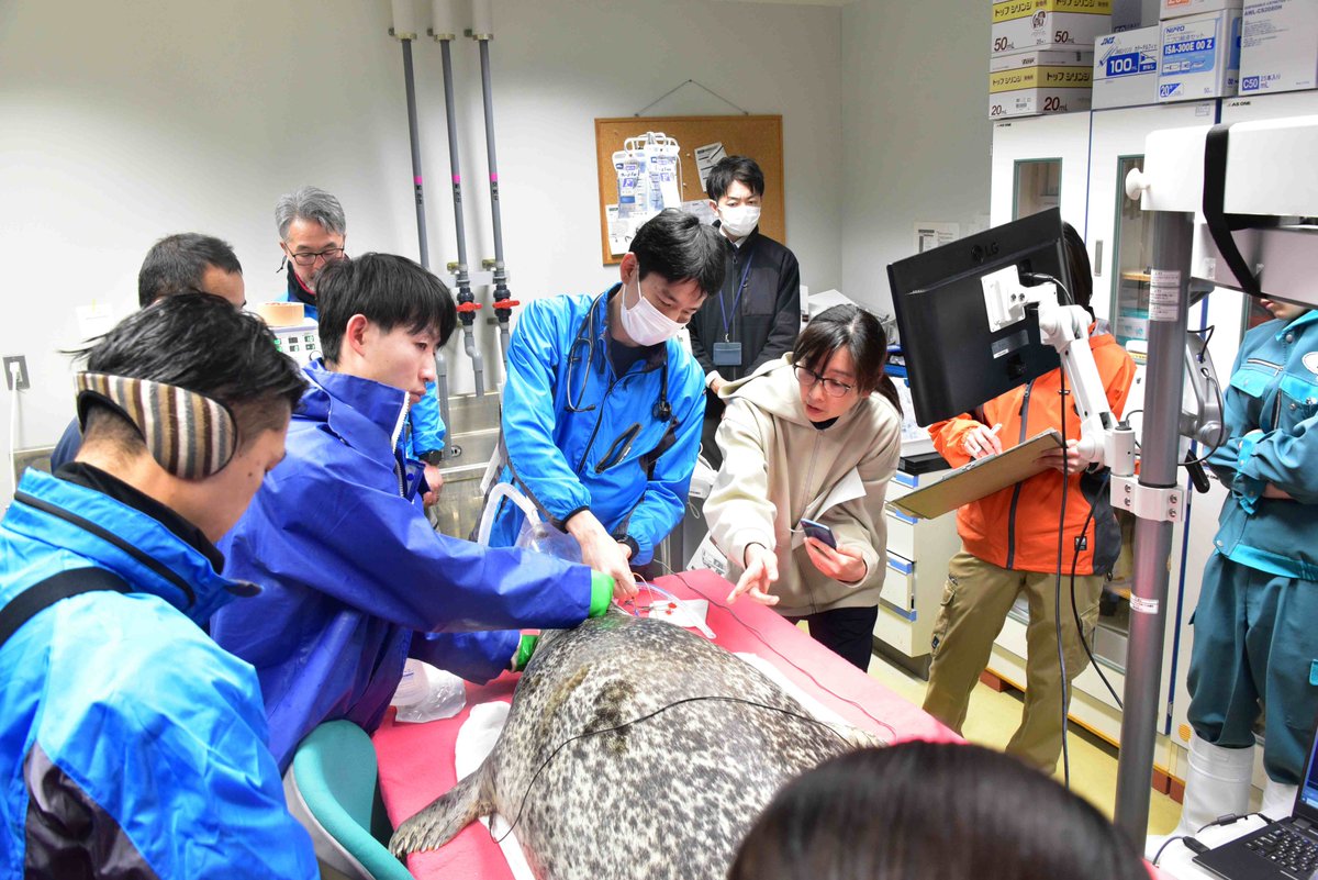 ゴマフアザラシ みずき について】 2月12日、以前から状態の悪かった