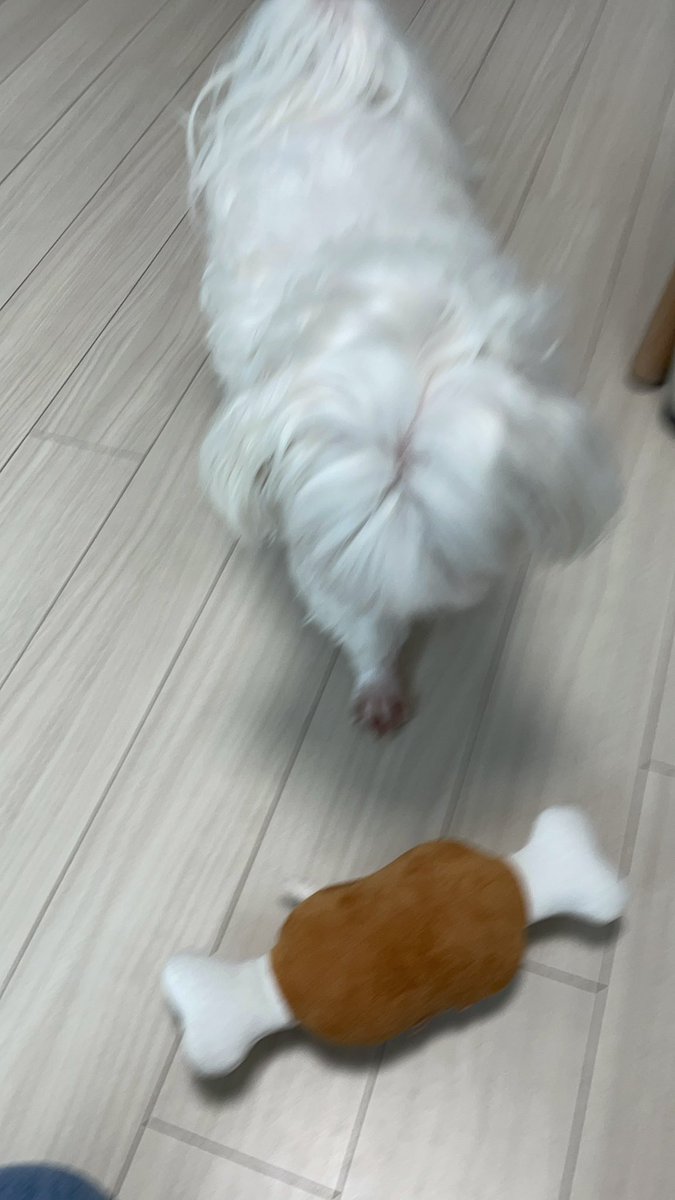 토비! tweet media