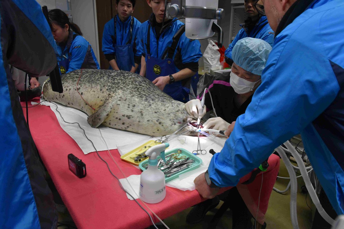 【ゴマフアザラシ みずき について】
2月12日、以前から状態の悪かった犬歯の抜歯手術を行いました。
手術は予定通り無事に終了しています。
術後の経過観察のため、しばらくは浅場で飼育する予定です。
協力：ぽらべあ動物病院、秋田市大森山動物園、鶴岡市立加茂水族館、仙台うみの杜水族館