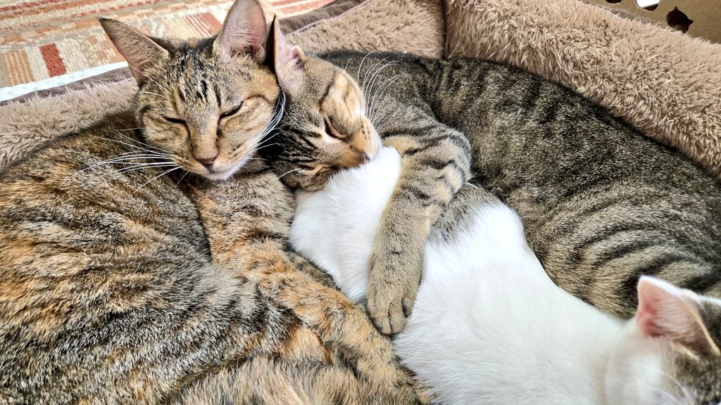 にゃん太郎 (@nyannyan__taro) / Posts / X