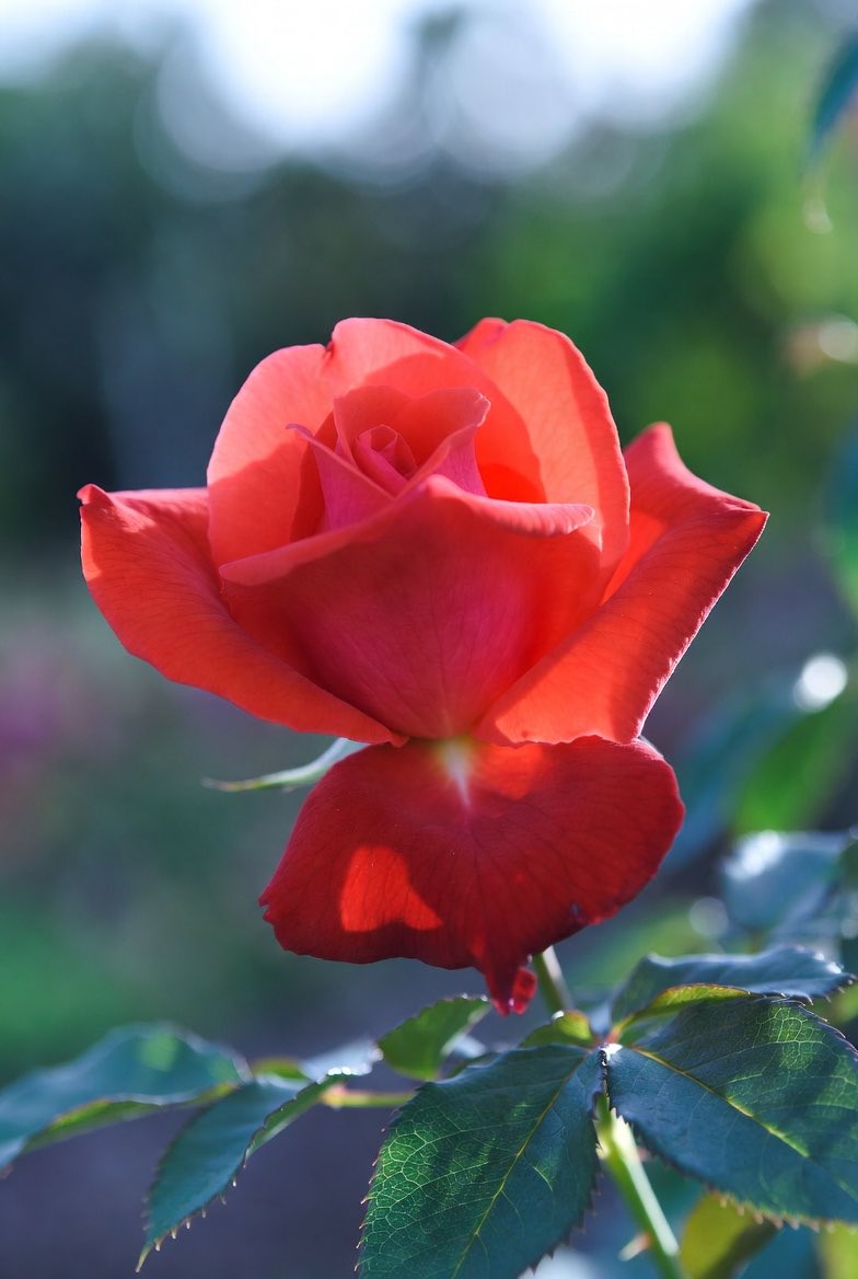 प्रिय 
तिमी - तिमी हुनु
म-मै रहुला ।

तिमी 
म भित्रको म लाई 
अस्विकार गर्दै 
टाढा भएको जो
छौं ।