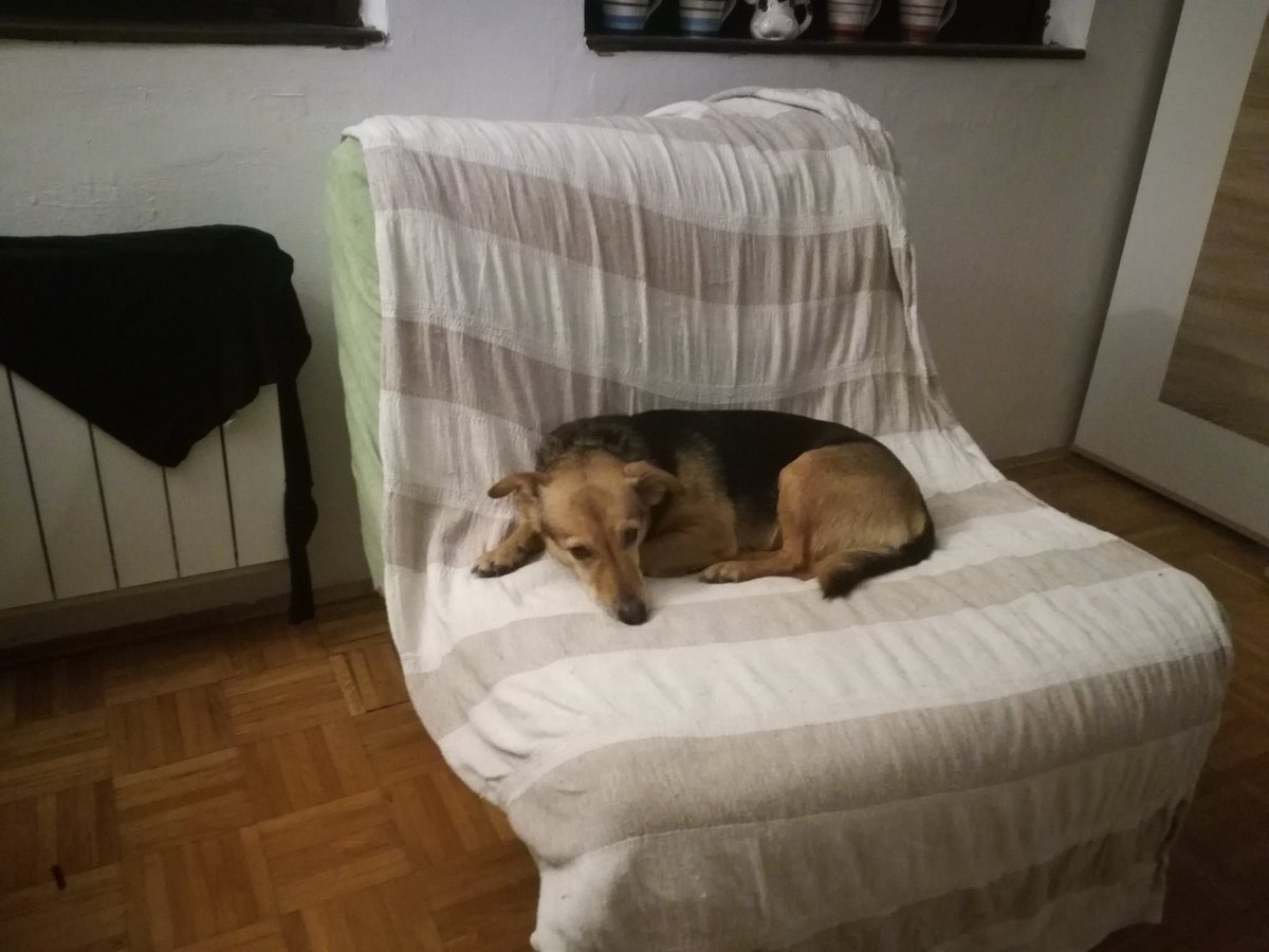 IvanIsa5591365's tweet image. Malena je opet pobegla.
Blok 72, Dr. Ivana Ribara.
Stara je, izgleda da je vreme počelo da joj nagriza mozak.
kontakt 0601104223
Molim vas da javite ako je vidite negde.
Ima crvenu ogrlicu, čipovana je.
MOLIM ZA RT.