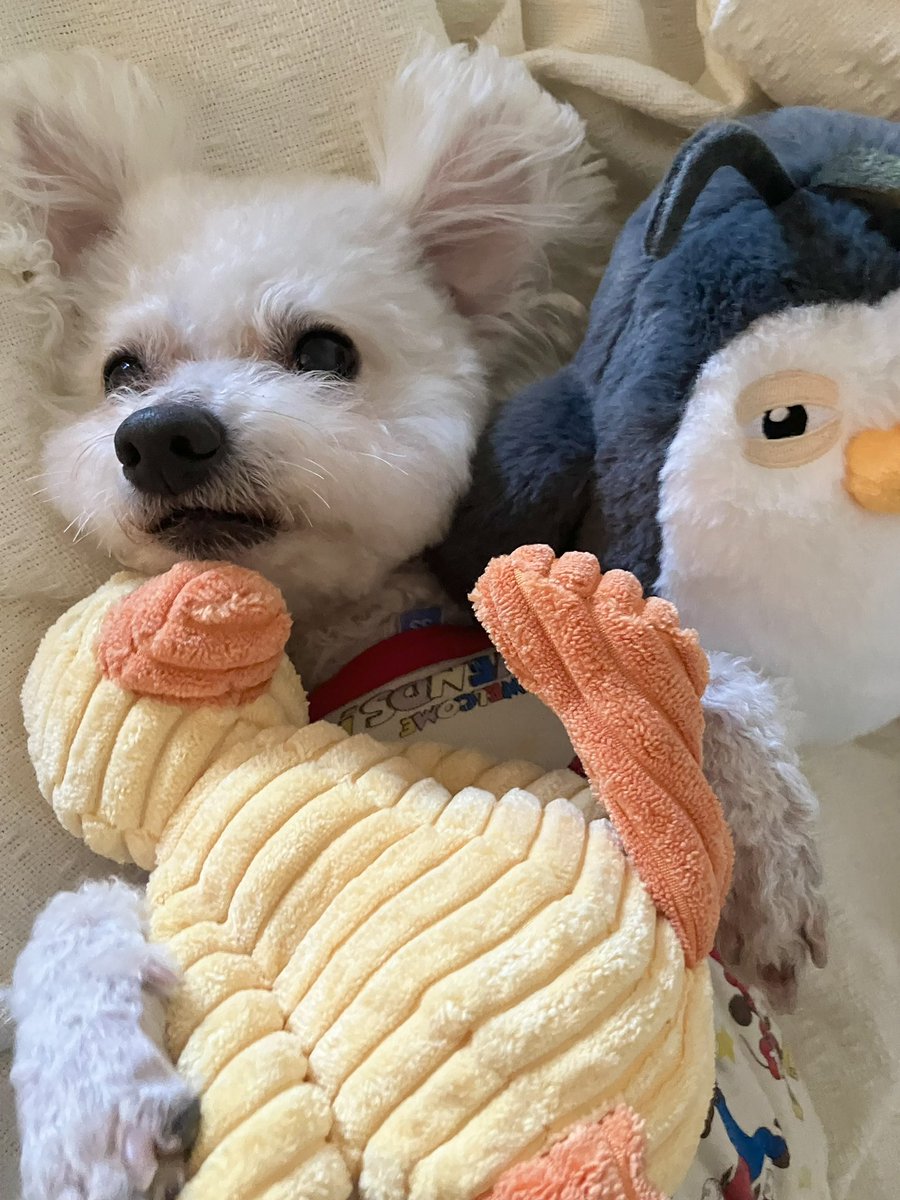 お昼寝🐶🐥🐧💤