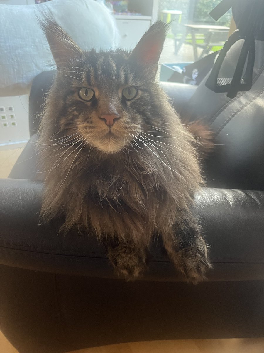 coding_jay's tweet image. Guten Morgen!