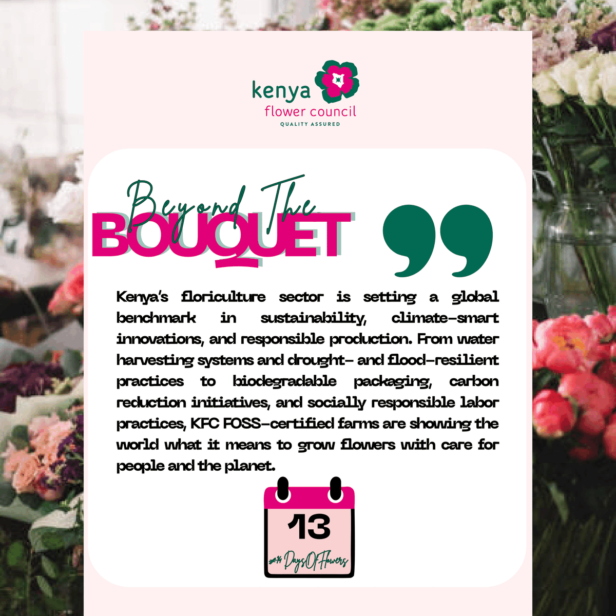 kenyaflower's tweet photo. Kenya’s #FOSS farms grow flowers with care for people and the earth. Every day, they put #PeopleBeforeBlooms, turning sustainability into a commitment—not just a certificate. Beautiful. Responsible. Resilient.

#BeyondTheBouquet #KnowYourFlowers #SustainablyGrownLocallyCertified https://t.co/toz9au2LAF