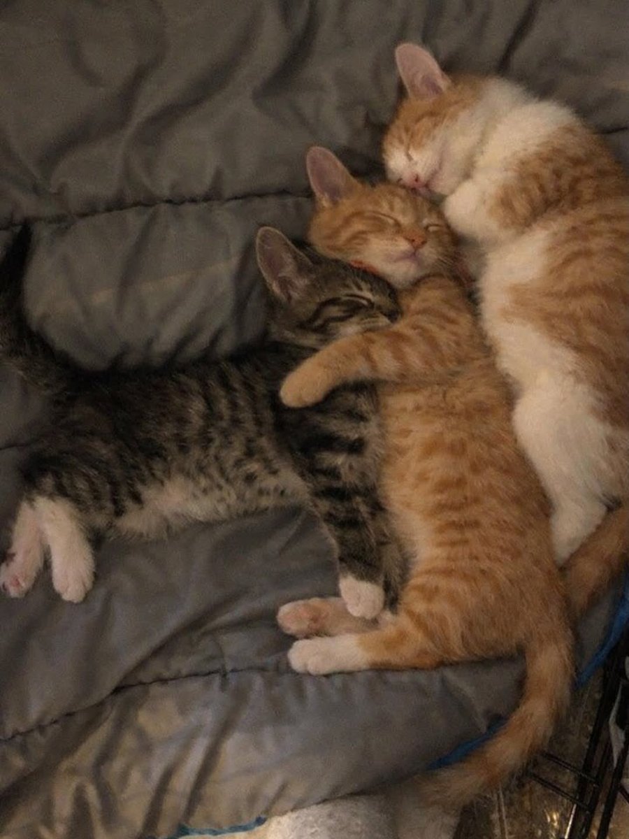 NoCatsNoLife_m's tweet image. 🥰🧡