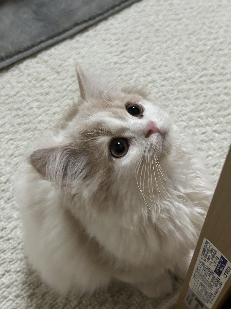 Az4xtFPXgb2QZO2's tweet photo. お正月、念願のにゃんこ
暮らしをスタート出来ました😂

 #猫のいる暮らし𓃠 https://t.co/4wrgw4g72o