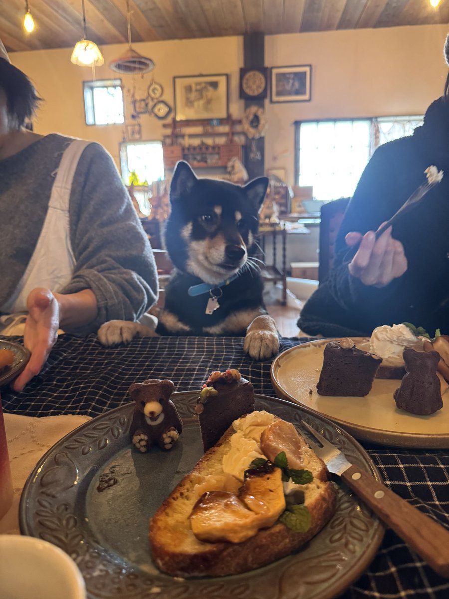 hashimotomio's tweet photo. スタッフさんの作ってくれたお昼プレートをクンクンしに来たものの
もらえなくて、ものすごい表情になってしまった月くん https://t.co/tcrqHfDJqV