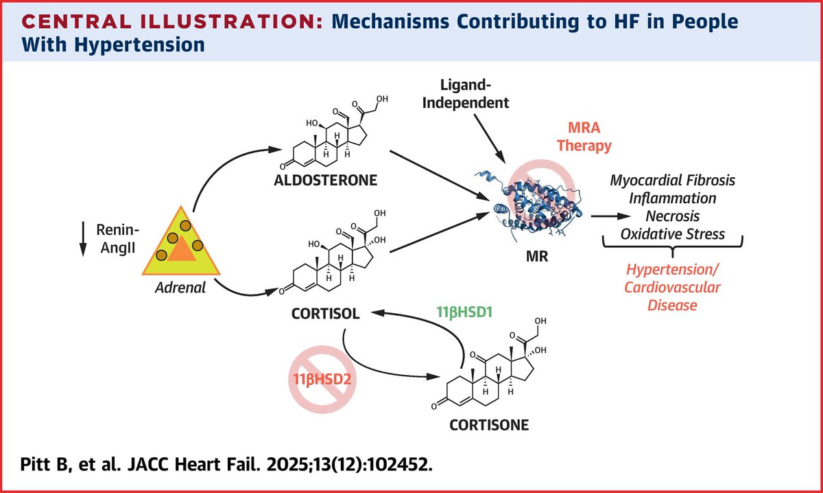 drbennisahmed's tweet image. Mineralocorticoid Receptor Antagonist Use in Hypertension to Prevent Heart Failure

MRAs may be undervalued for the treatment of hypertension and prevention of HF.

The implementation of MRA therapy in earlier phases of hypertension may prevent the incidence of HF by addressing
