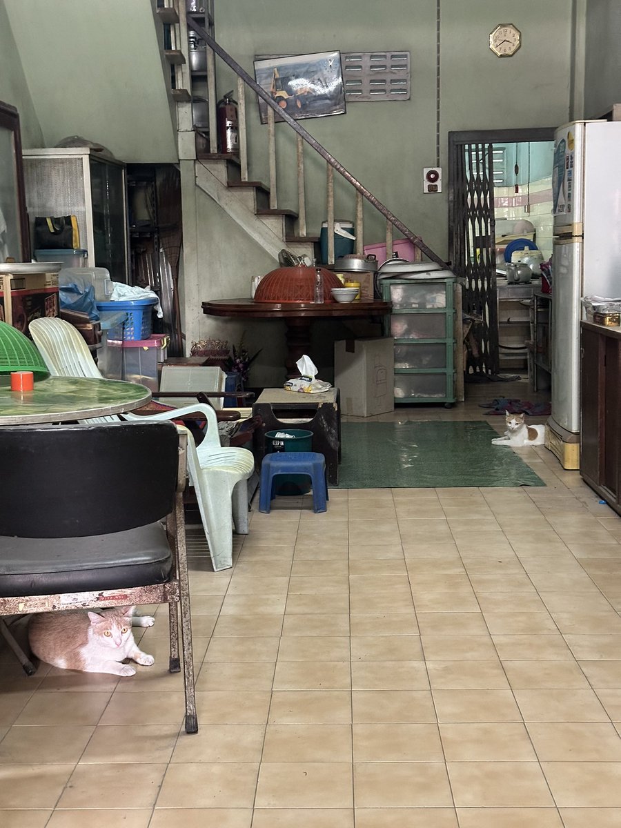ประเด็นคือ บ้านนี้ไม่มีคนอยู่ 
ปีนึงจะมาแค่ไหว้ตรุษจีน สาทรจีน
วันนี้เปิดประตูถูบ้านเสร็จปุ๊บ แมวงอกมาจากไหนไม่รู้เยอะแยะ เดินดูนู่นดูนี่ ขึ้นชั้น 2-3-4 ออกหลังบ้าน ชมห้องครัว ซักพักจับจองหาที่นั่งที่นอน นับได้ 6-7 ตัว

ประหนึ่งว่าถามกุว่า เพิ่งย้ายมาเหรอนุด ตามบายนะ กันเองๆ