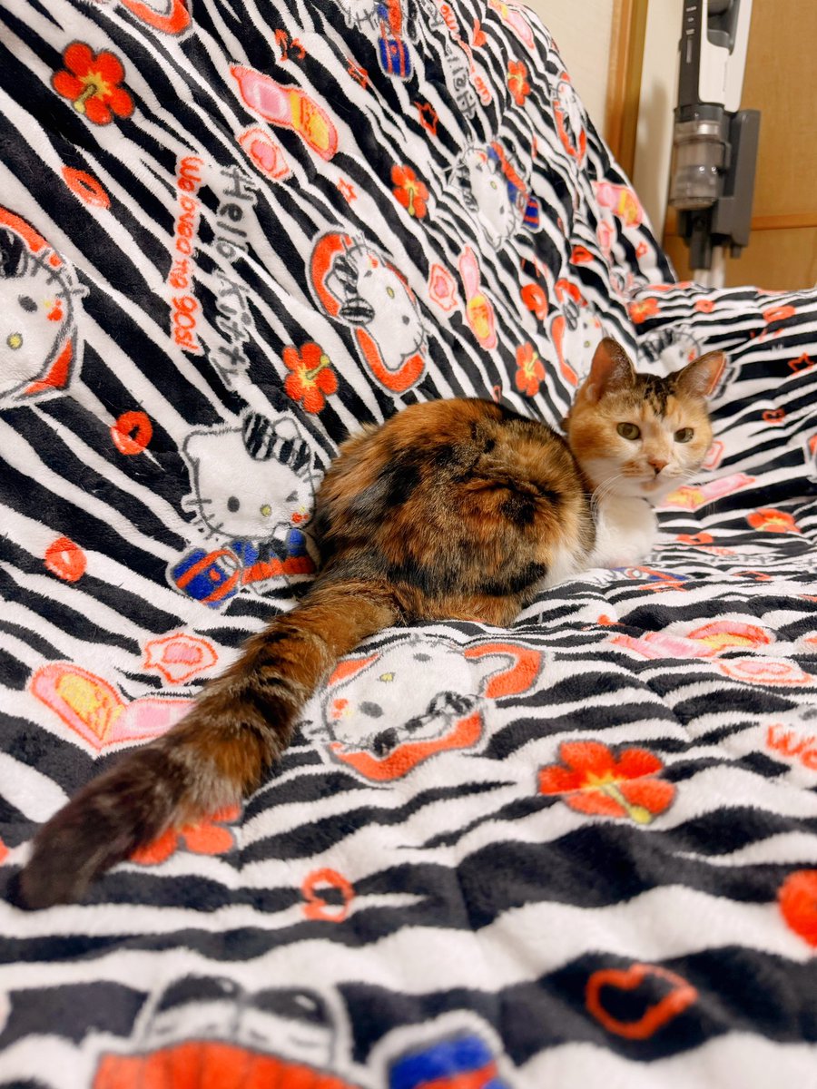 Post by あめちゃん🐱 on X: 🐱