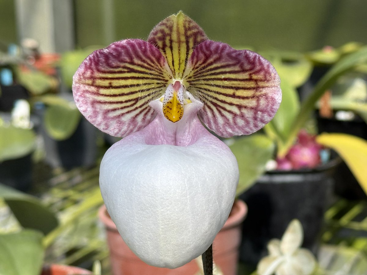 Paph. micranthum var. eburneum