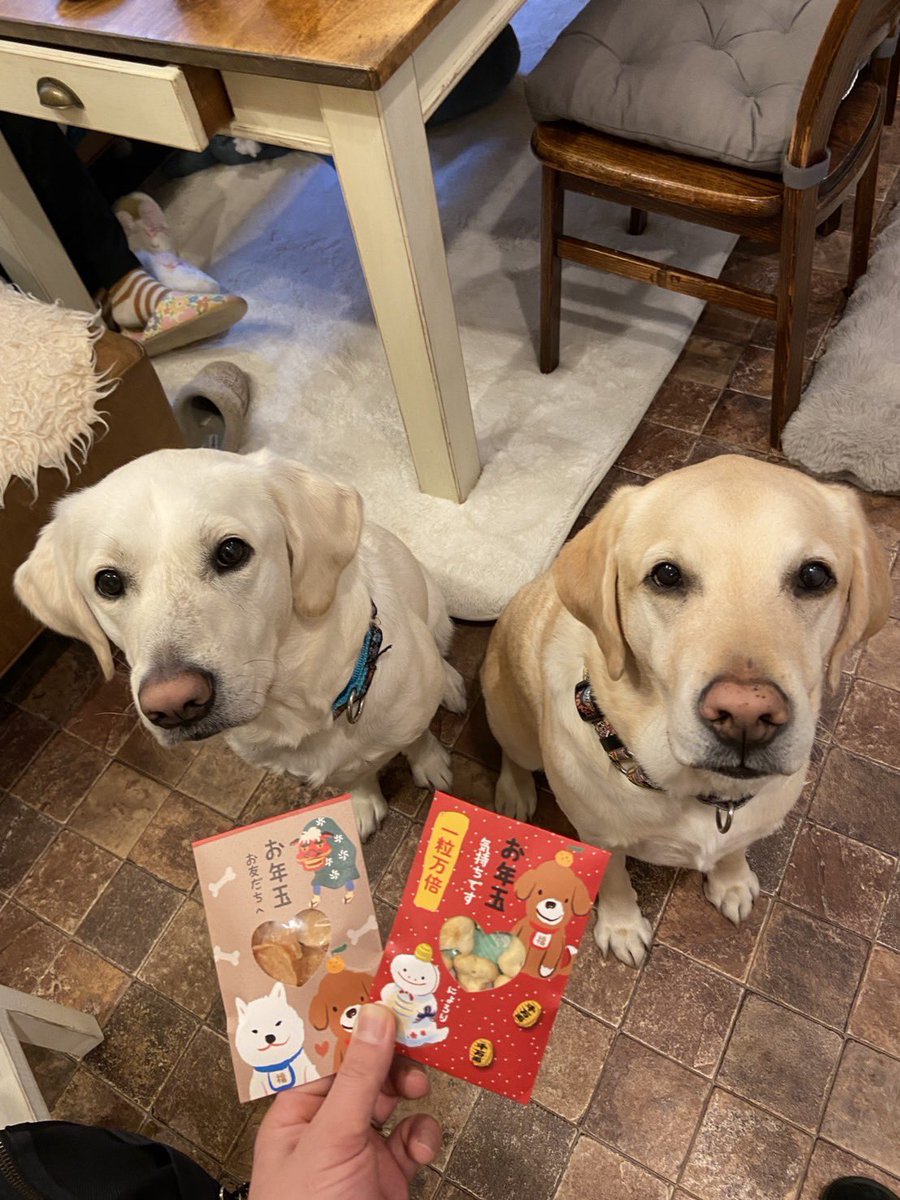 DJ論、DJとして呼ばれない論
怖いよ…落ち着こう？
うちの愛犬たち可愛いからさ？