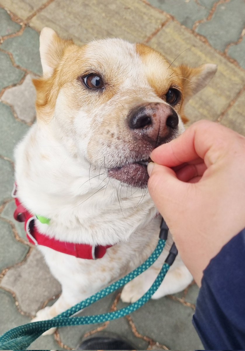 오늘 완전 빠릿 강아지에요