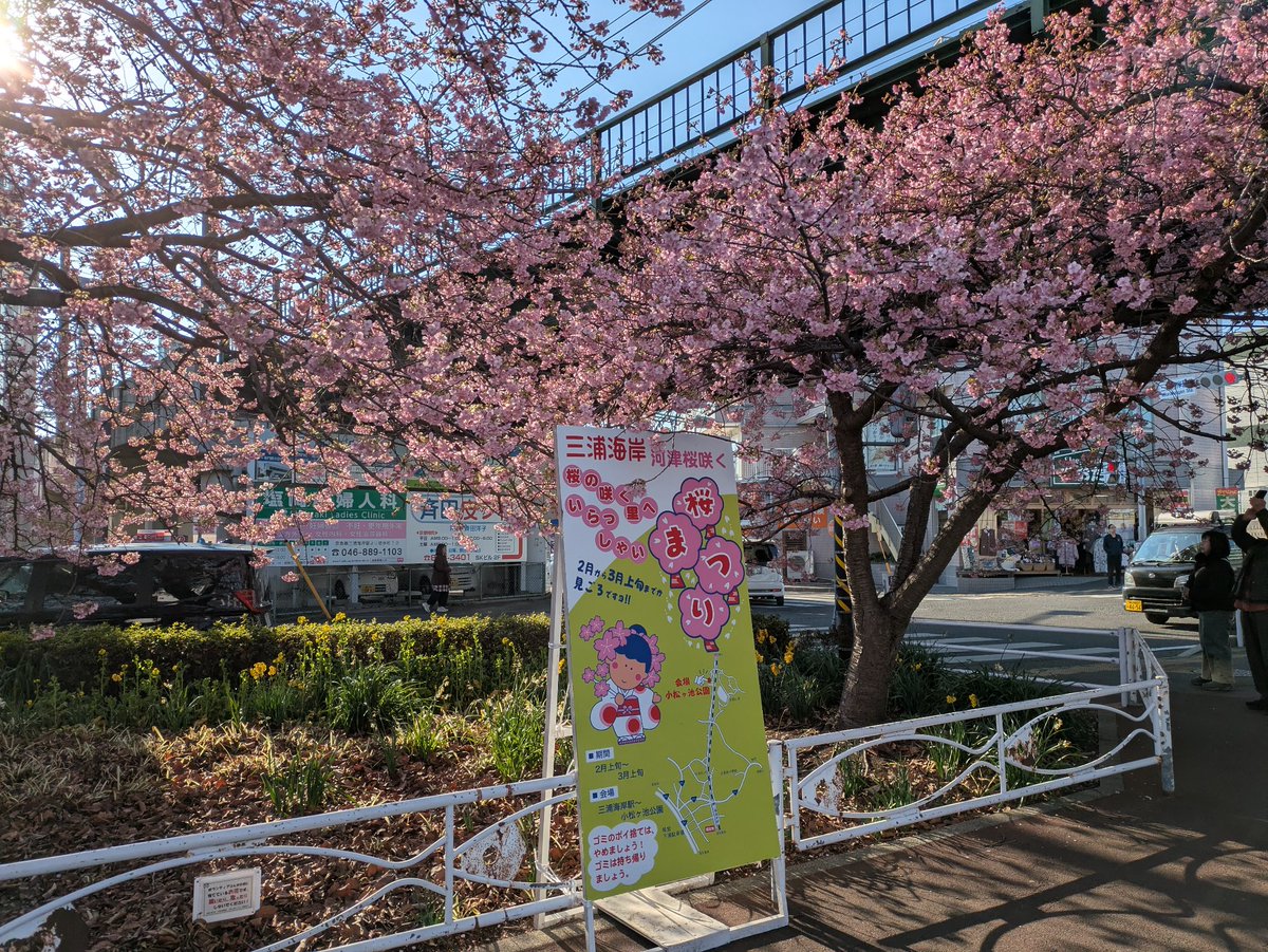 三浦海岸の河津桜
まだ満開ではなく全体的には5〜7分咲きといったところですが、十分綺麗です