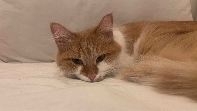 Arizona choruje na FIP i jest w trakcie leczenia.

Aby mogła je kontynuować, brakuje jeszcze 1400 zł.

Czas ma ogromne znaczenie.

Jeśli możesz – dorzuć choć kilka złotych lub udostępnij.
To realna pomoc w ratowaniu jej życia.
pomagam.pl/dlaarizony