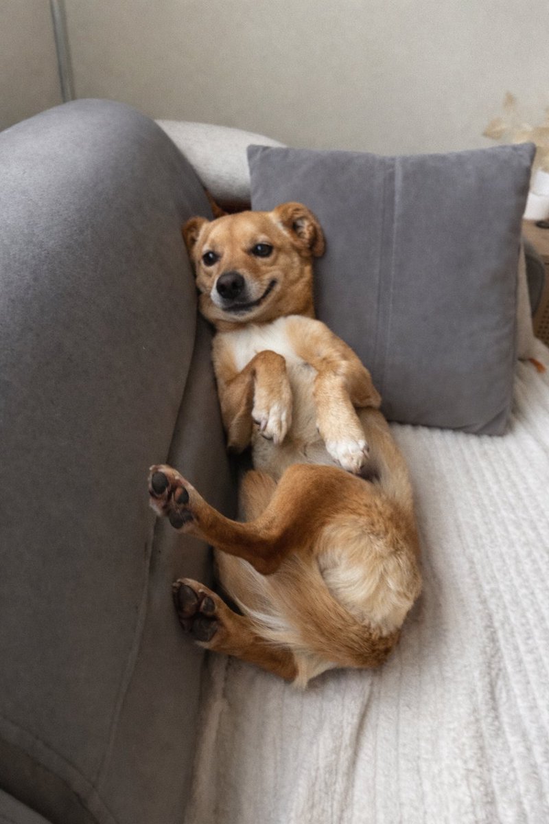 evinizde size gülerek bakan, her koşulda size teşekkür etmek için bekleyen, ne zaman çağırsanız gelen, yaşını almış karakteri oturmuş. hem küçük ırk hem çomar, tuvalet eğitimli bir bebek istemez miydiniz?