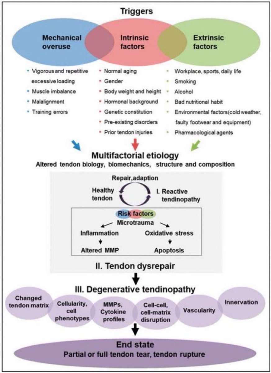 Tendinopathy (risk factors)

Mechanical👉excessive loading/muscle imbalance, misalignment/training errors

Intrinsic👉past injury/aging/genetics/weight/ hormones/health conditions

Extrinsic👉environmental factors/malnutrition, smoking/alcohol

#tendon

mdpi.com/1422-0067/21/3…