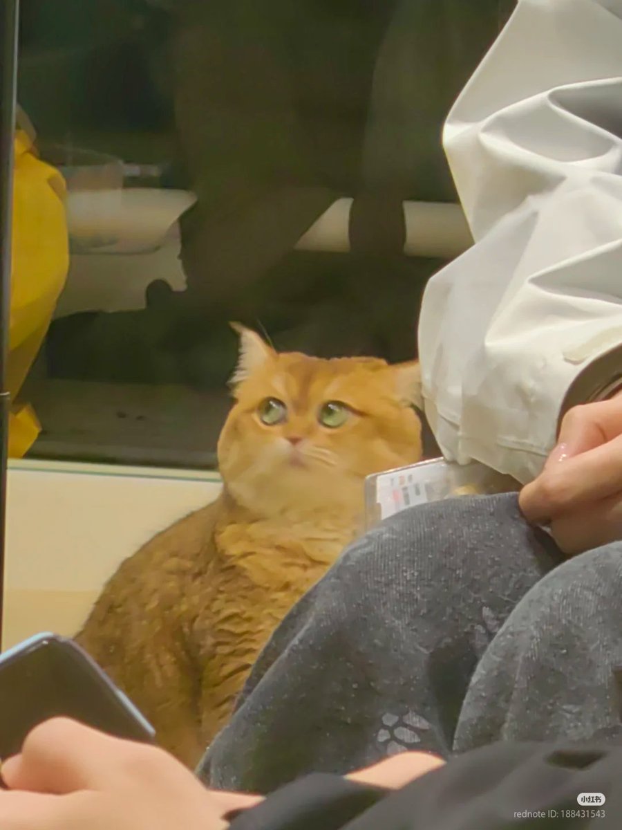 nocontextscats's tweet image. He's judging 😭