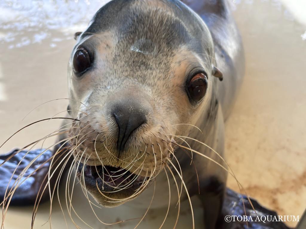 バックヤードで生活してる生き物達も飼育員日記で報告してくださり