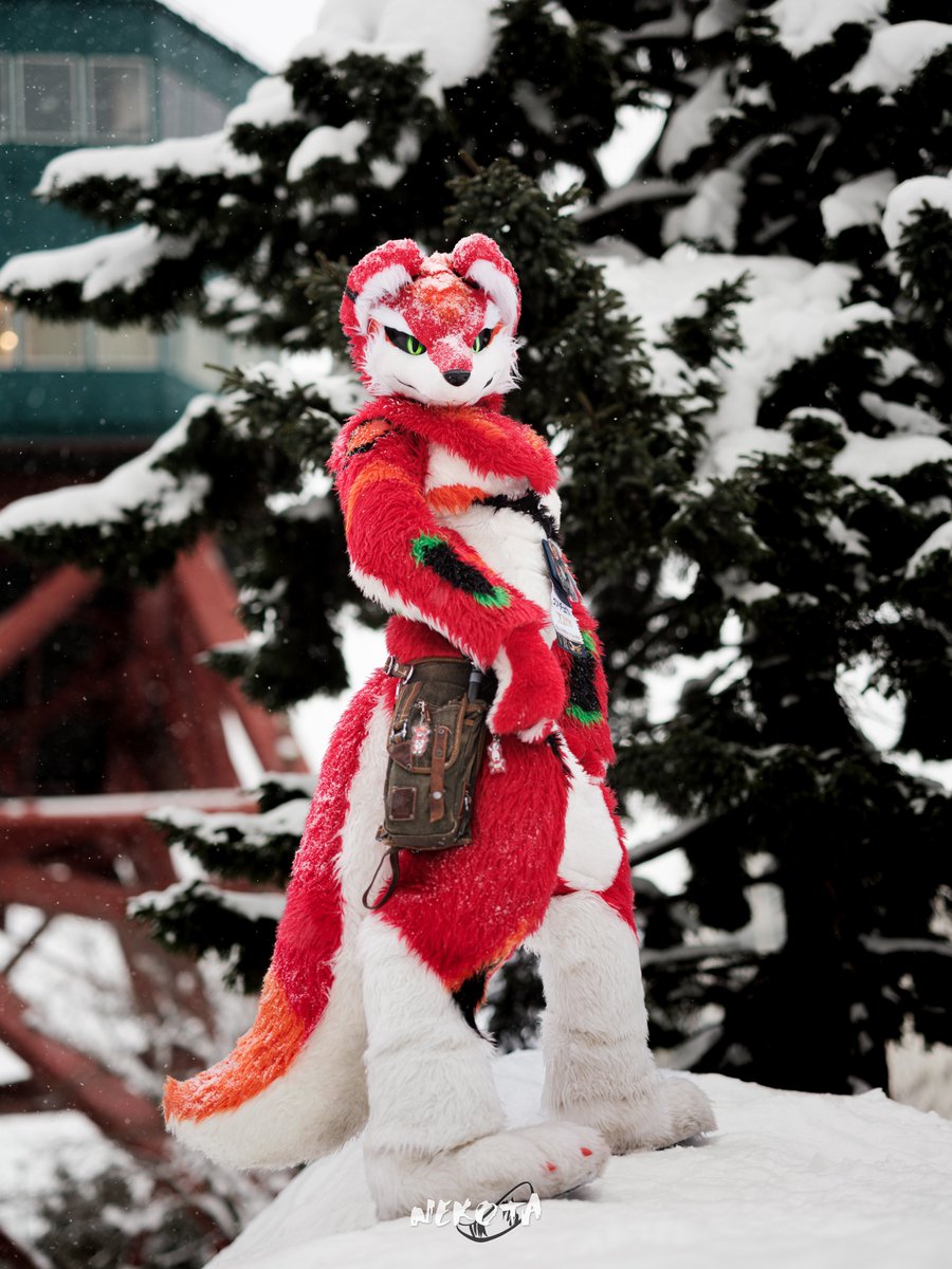 ネコタ@NEKOTA➡寺もふ (@hinekota) / Posts / X