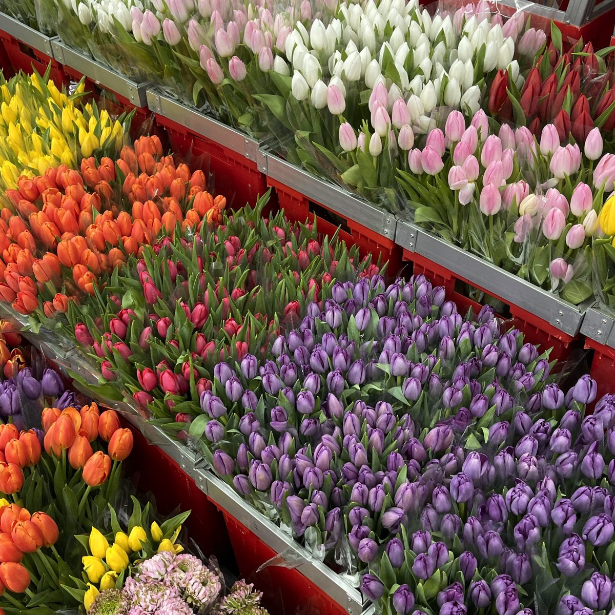 sfkkfs_'s tweet image. “ คุณเองก็ซื้อดอกไม้ให้ตัวเองได้นะ ” 

ประโยคที่ชอบในทุกปี 🌷✨