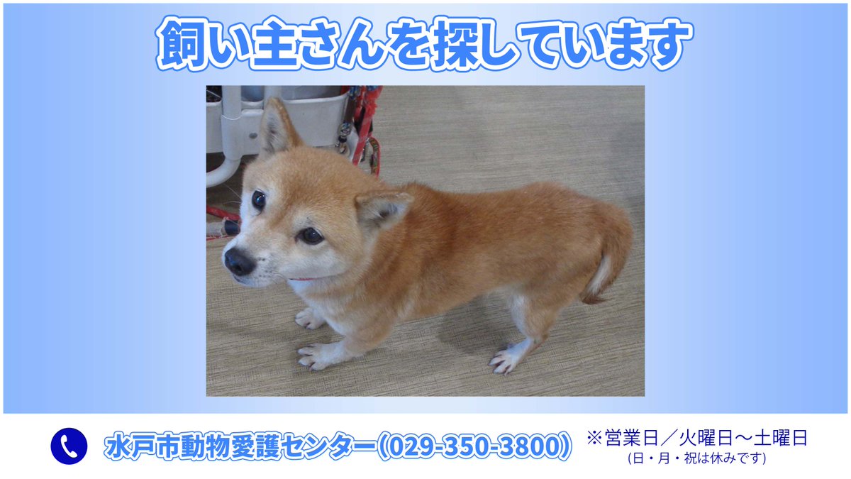 市動物愛護センターで保護している犬の、元の飼い主さんを探しています😌
心当たりのある方は、動物愛護センターあにまるっとみと（029-350-3800）へお電話を🙏
※営業日は火～土曜日（祝日を除く)

▼収容日／令和8年2月13日
▼収容場所／水戸市木葉下町
▼特徴／メス・豆柴
city.mito.lg.jp/site/doubutsua…