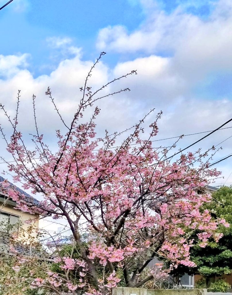 先週の雪からのもう河津桜🌸✨