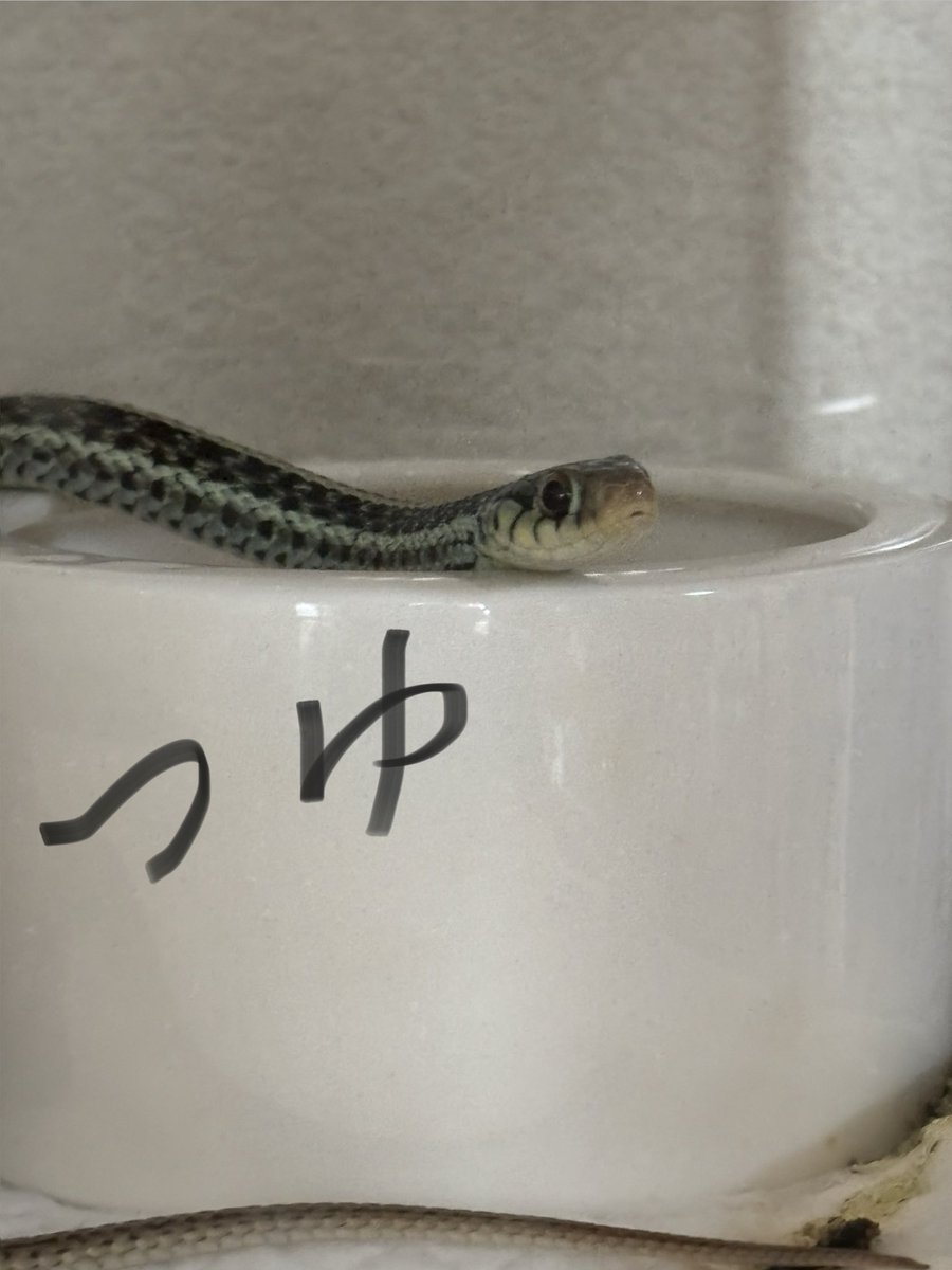 nikku0516k's tweet photo. 増えてきたので新しく https://t.co/fY8LlZRx8p