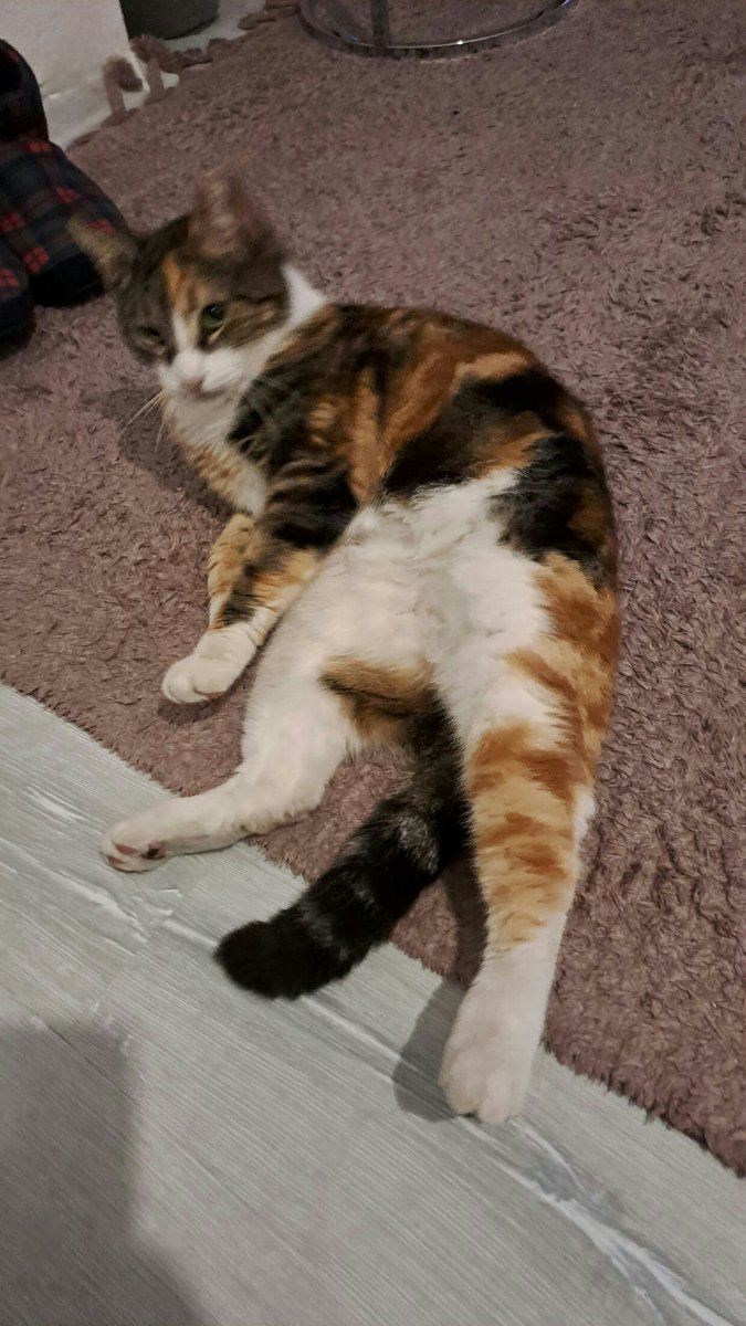 atlasmarsastro's tweet photo. bu kedi kimin gelip alsın, her akşam kapımda 🤔 #calicocat https://t.co/1PGUTtHMt5