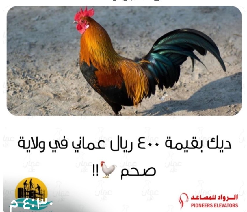 ابو قيس المعمري،، بديل الحساب الاول tweet media