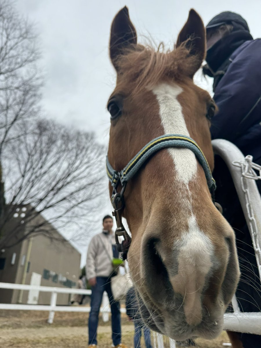ふれあいイベント・餌やり体験にご参加いただき、ありがとうございました！
初めての方も、少しドキドキしながらの体験だったかと思いますが、馬との距離がぐっと近づく時間になっていれば嬉しいです。
またぜひ、会いに来てくださいね。
次回もお楽しみに！

tsurumiryokuchi-joba.com

#鶴見緑地
