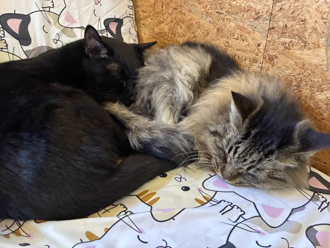 猫カフェねこるさんに行って来ましたー みんな可愛すぎるし人懐っこい子達ばかりでおやつを2周してしまった… おやつ取り扱い可愛い…猫好きの福岡民さんオススメ…