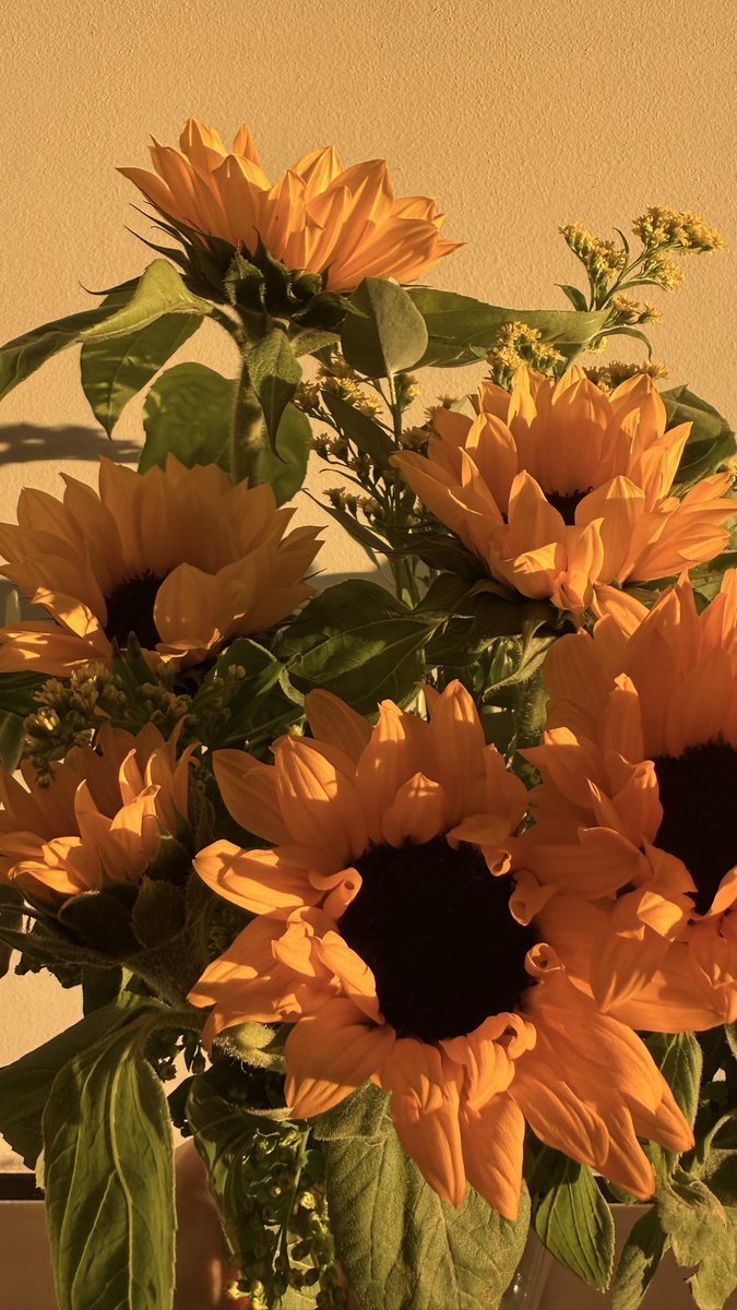 Esta calidez en medio del frío.
Luz de amanecer y girasoles…🌻